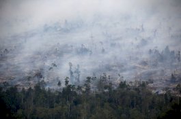 Bank Dunia: Kebakaran Hutan Indonesia Menelan Kerugian Rp72 Triliun