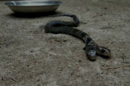 Warga Enggan Serahkan karena Mitos, Pakar Ungkap Penyebab Ular Berkepala Dua