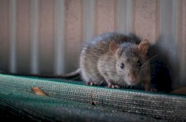 Ilmuan di New York Ciptakan Generasi 'Tikus Super'