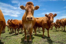 Lagi 'Ena-ena' Sama Sapi, Imigran Ini Terciduk Tentara