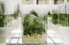 Ilmuwan Akan Mengirim Ganja dan Kopi ke Stasiun Luar Angkasa