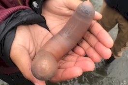 Ribuan 'Ikan-penis' Terdampar di Pantai California