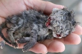 Anak Kucing Berkepala 2 Lahir di Thailand, Dinamai 'Uang dan Emas'