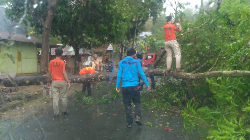 Hujan Disertai Angin Kencang, Pohon Tumbang Tutup Jalan di Wajo