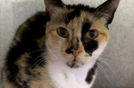 Perjalanan Luar Biasa Kucing Israel yang Arungi 3.000 Km ke Inggris