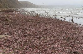 Ribuan Ikan Penis Penuhi Pantai di California