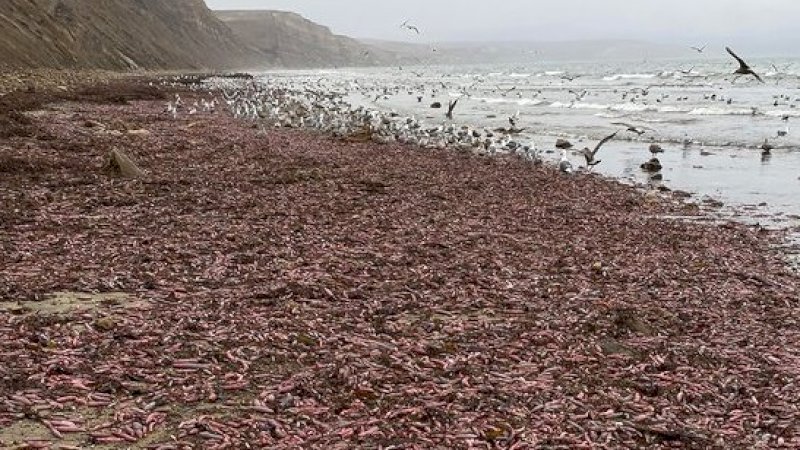 Ribuan Ikan Penis Penuhi Pantai di California