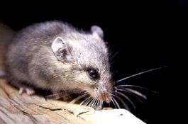 Hal Aneh Terjadi Jika Tikus Dikurung Dalam Gelap