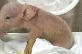 Ilmuan Tanam Sel Kera ke Babi, Ini Hasilnya