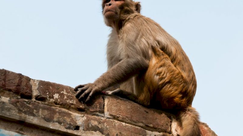Makin Agresif, Monyet di India Serang Orang Berkacamata