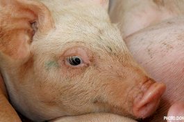 Malaysia Larang Produk Daging Babi dari Indonesia