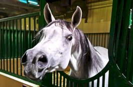 Selama Hampir 2 Tahun, Pria ini Ganggu Para Tetangganya Dengan Suara Kuda