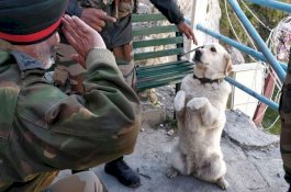 Anjing Hormat kepada Panglima Angkatan Darat, Jenderal Bintang 3 Itu Balas Sambil Jongkok