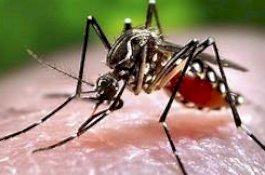 Waspadai Demam Berdarah Jelang Musim Hujan, Ini Imbauan RSUD Bulukumba