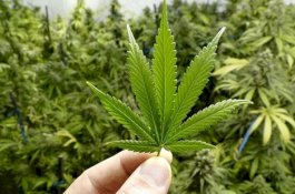 SpaceX akan Kirim Ganja ke Luar Angkasa, untuk Bikin Astronaut Mabuk?