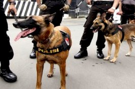 Amankan Perayaan Natal, Polrestabes Makassar Turunkan 10 Ekor Anjing Jaga Gereja 