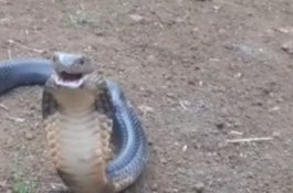 Ular King Kobra Teror Warga Dataran Tinggi Gowa