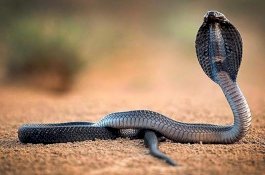 Ramai Teror Ular Kobra, Ini Doa Agar Terhindar dari Hewan Berbisa