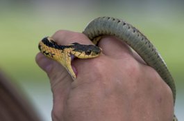 Catat! Pertolongan Pertama saat Digigit Ular Berbisa