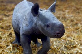 Badak Hitam yang Terancam Punah Lahir di Kebun Binatang Prancis