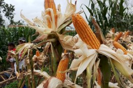 Kementan Dorong Tumpangsari dan Tanam Sisip Jagung, Syaratnya Petani Tak Rusak Hutan