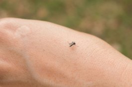 Gigitan Nyamuk Terasa Sangat Gatal, Ini Penyebabnya