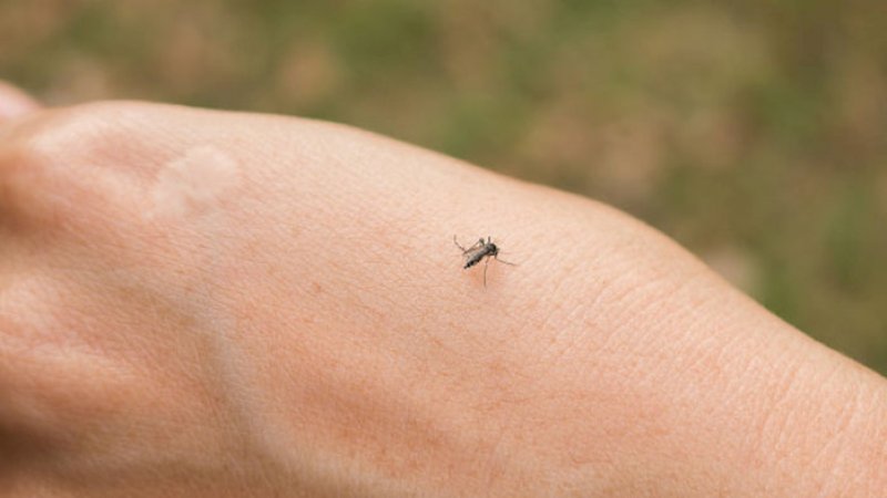 Gigitan Nyamuk Terasa Sangat Gatal, Ini Penyebabnya