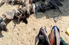 Petani Racuni 23 Burung Merak untuk Mencegah Kerusakan Tanaman