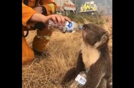 Lihat! Koala Kehausan Diberikan Air Minum di Sekitar Hutan Terbakar