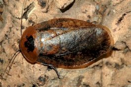 Setiap Nyawa Berharga: Dokter Hewan di Rusia Sukses Operasi Seekor Kecoak