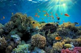 Terumbuh Karang di Wajo Rusak, Nelayan Mengeluh ke Dewan