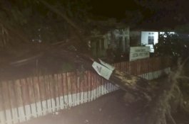 Hujan Deras Disertai Angin Kencang, Pohon Tumbang Timpa Poskesdes di Bone