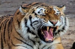 Mengenaskan, Perempuan Muda Tewas Diterkam Harimau saat Mandi