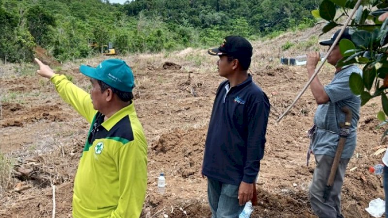 Bupati Sidrap, Dollah Mando mengunjungi lokasi kebun induk di Barukku, Kelurahan Batu, Kecamatan Pitu Riase, Sabtu (28/12/2019).