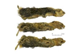 Hewan Pengerat Purba dari 41.000 Tahun Lalu Ditemukan Awet di Es