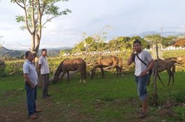 Tiga Kuda Tak Bertuan Terikat di Pinggir Sungai Jeneponto
