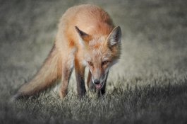 Pergi Liburan, Ayah Berpesan Pada Putrinya untuk Beri   Makan Rubah Liar