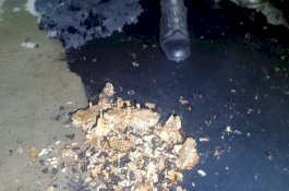 Disengat Tawon Vespa, Warga Bantaeng Ini Baru Sadar Bahayanya Usai Nonton TV