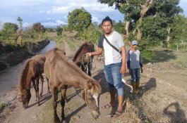 Gagal Dibawa Kabur Pencuri, Tiga Kuda yang Ditemukan di Pinggir Sungai Kembali ke Tuannya