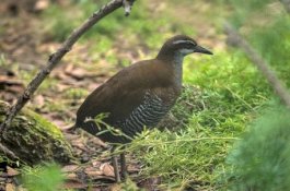 Burung Ini Sempat Dinyatakan Punah 40 Tahun Lalu, Kini Muncul Lagi