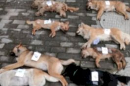 Daging Mahal, Pemilik Restoran Panah 8 Anjing untuk Dihidangkan