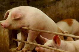 China Larang Impor Babi dari Indonesia