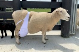 Domba yang Hamil Kembar Tiga Keliling Pakai Bra, Penjaganya Banjir Pujian Warganet