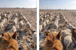 Hebat! Lebih dari 400 Domba Dilatih Berbaris Rapi Seperti Tentara