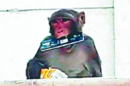 Monyet Liar Mengamuk, Serang 100 Warga Dalam 10 Hari