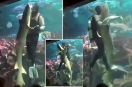 Penyelam Dansa Bersama Hiu di Akuarium Bikin Kaget Pengunjung Mal