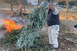 Daur Ulang Pohon Natal Jadi Tongkat, Veteran Ini Didatangi Perempuan yang Sangat Menyentuh