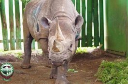 Badak Tertua di Dunia Mati di Penangkaran