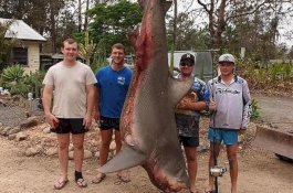 Pemancing Bunuh Hiu Banteng Lalu Tarik 9 Bayi dari Perutnya