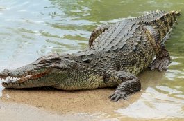Pria ini Lolos Dari Maut Setelah Diserang Buaya Saat Tangkap Ikan